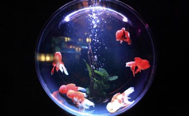 Comment déplacer un aquarium avec des poissons dedans